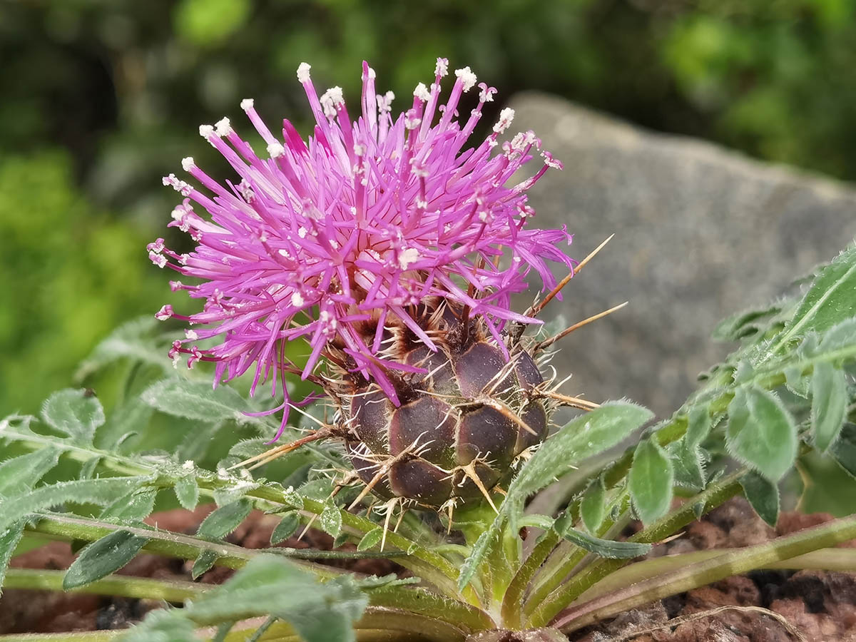 Centaurea raphanina ssp mixta